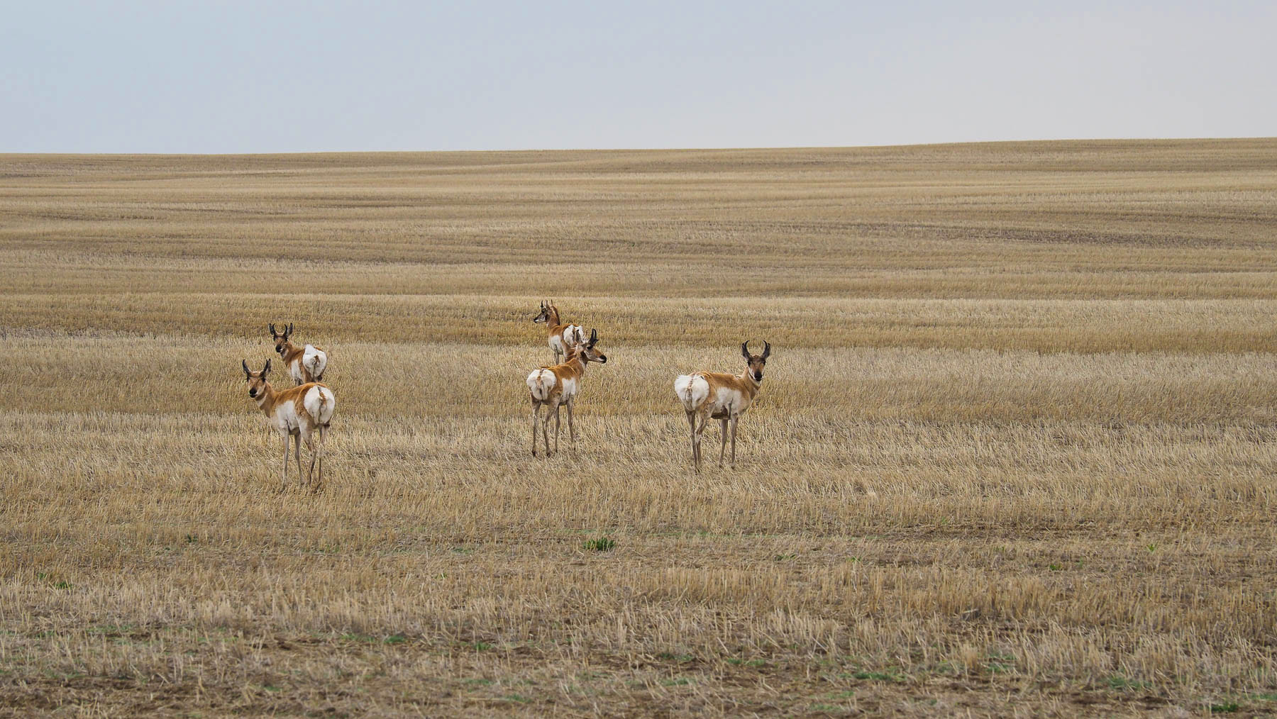 Pronghorn Antilopen, Saskatchewan