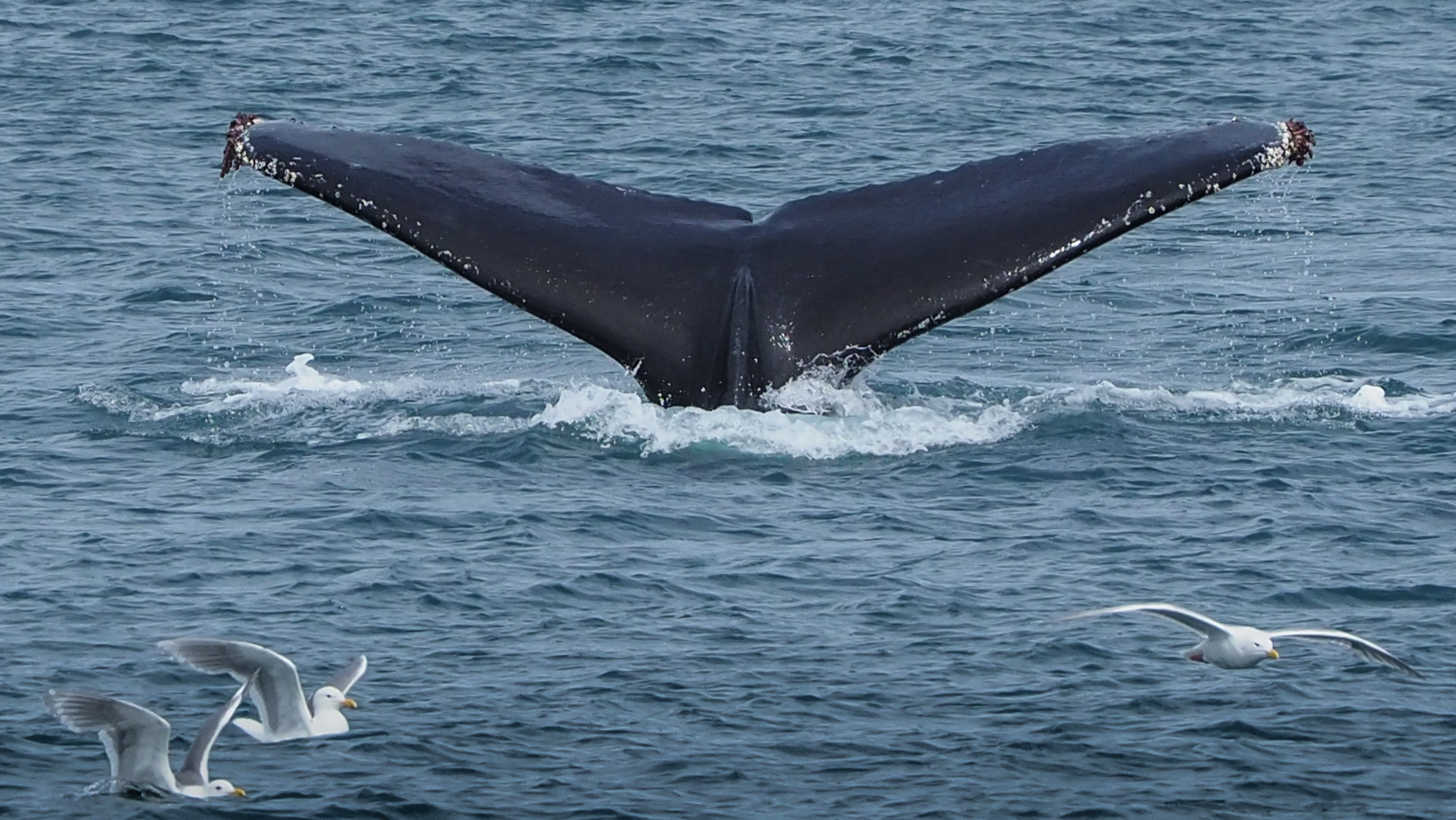 Eine Herde Buckelwale taucht ab