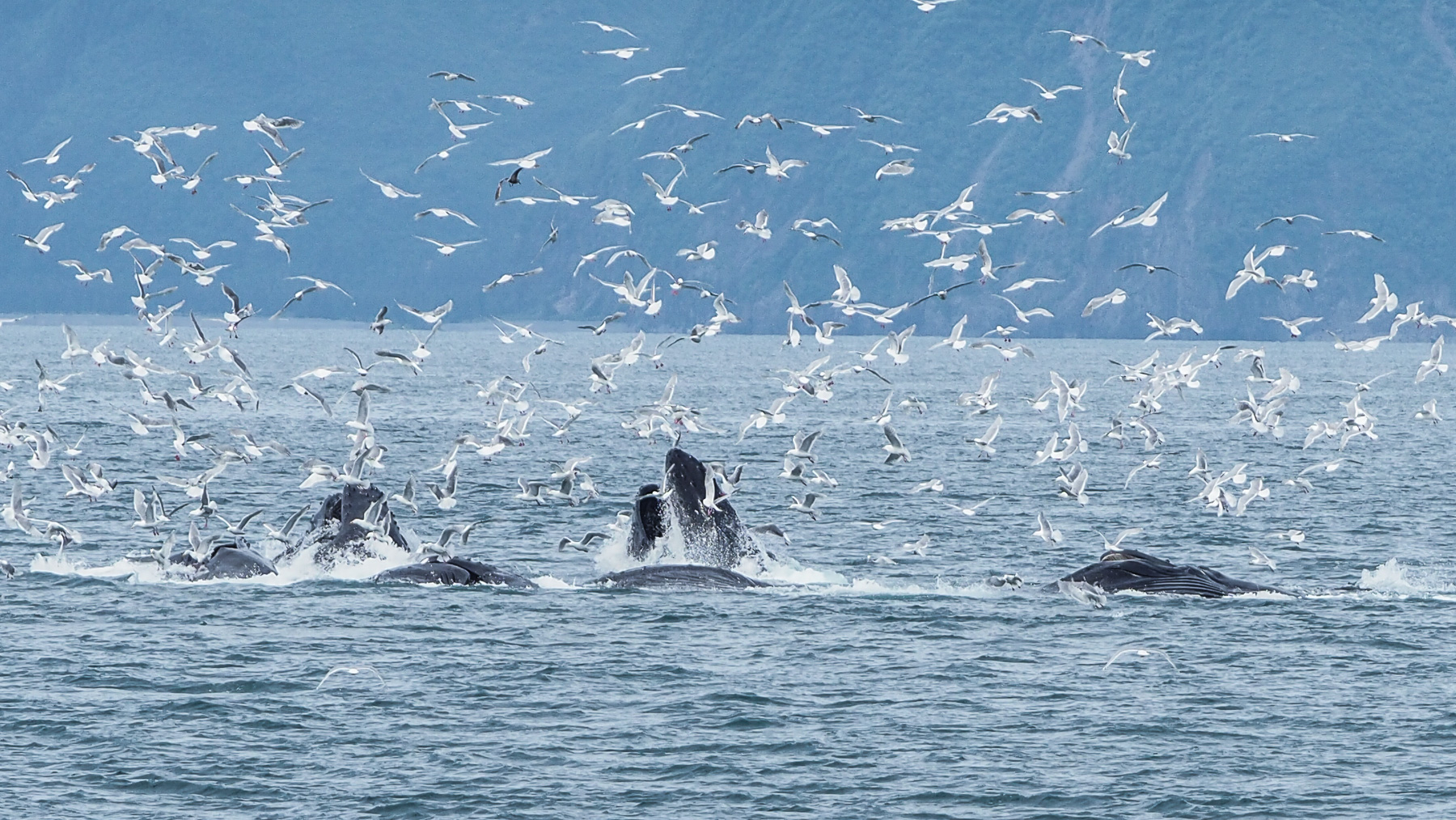 die Buckelwale werden von einer Schar Möwen erwartet