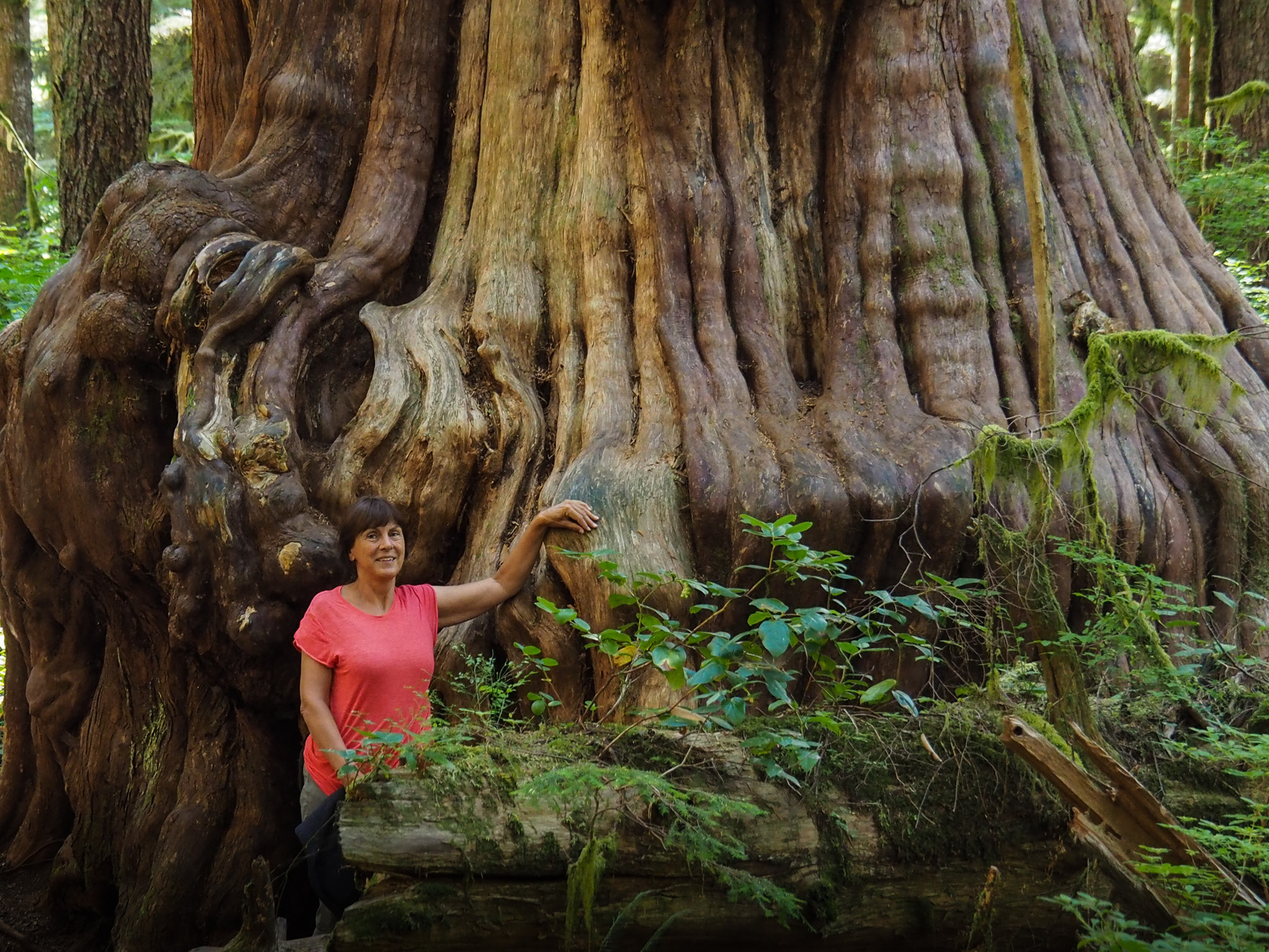 Avatar Grove, urzeitlicher versteckter Regenwald