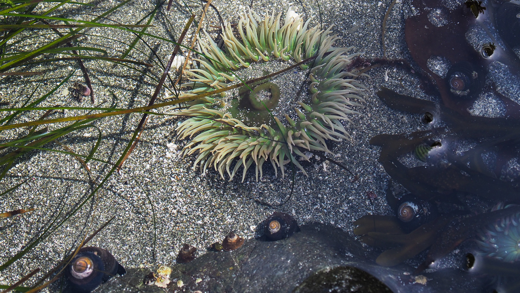 Gezeitentümpel mit grüner Seeanemone