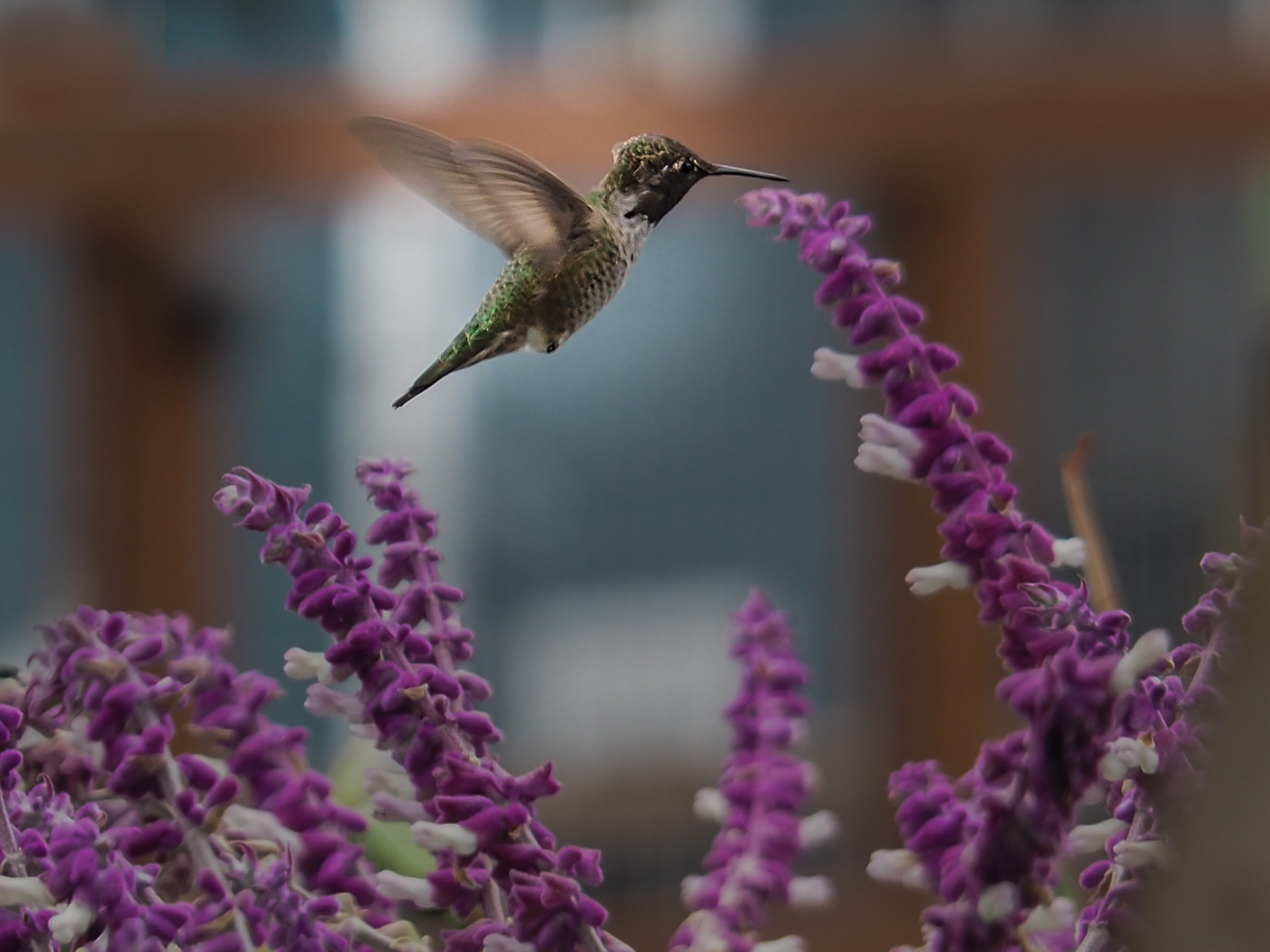 Kolibris in Sausalito