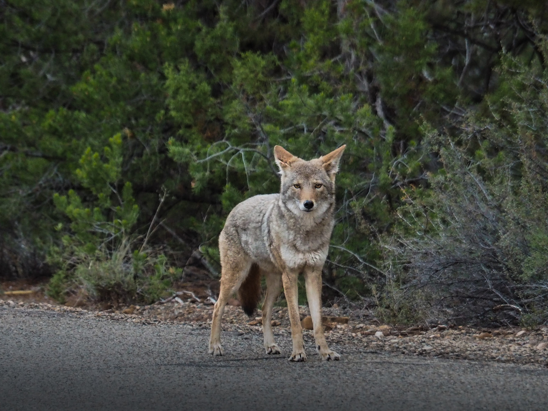 Koyote – schon öfter gesehen und in der Nacht gehört