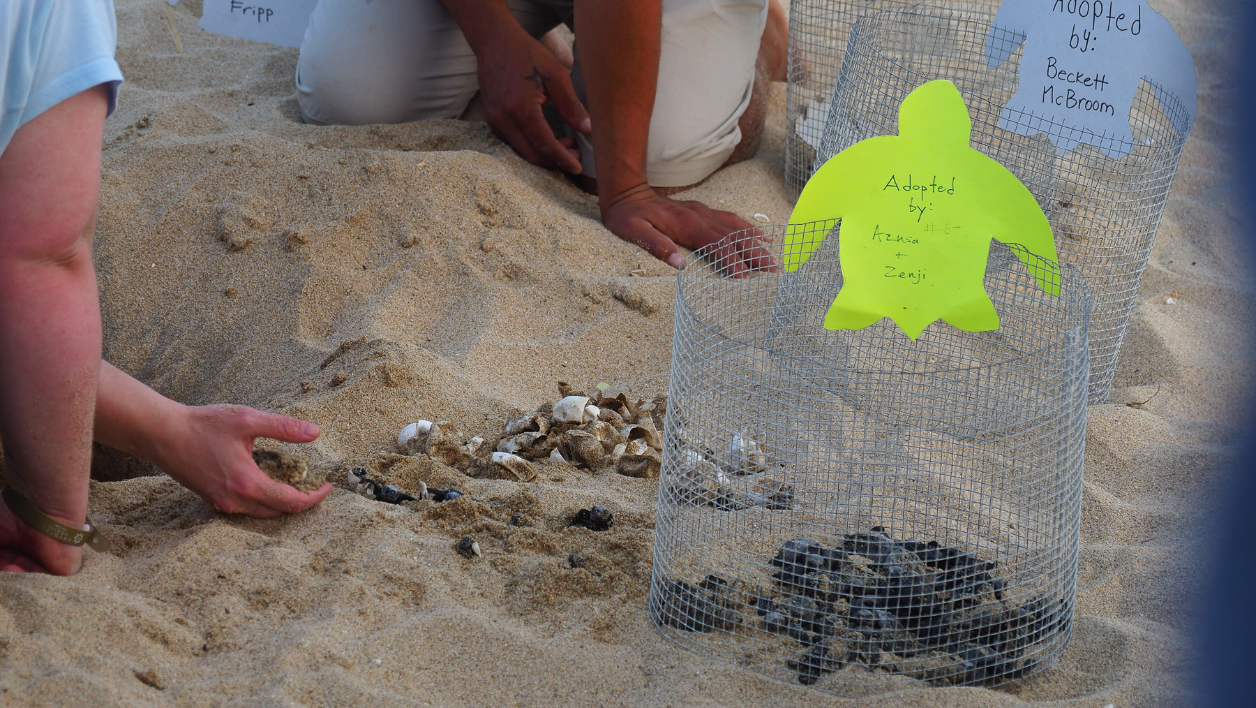 Die Geburtshelfer befreien die Frischgeschlüpften aus dem Sand