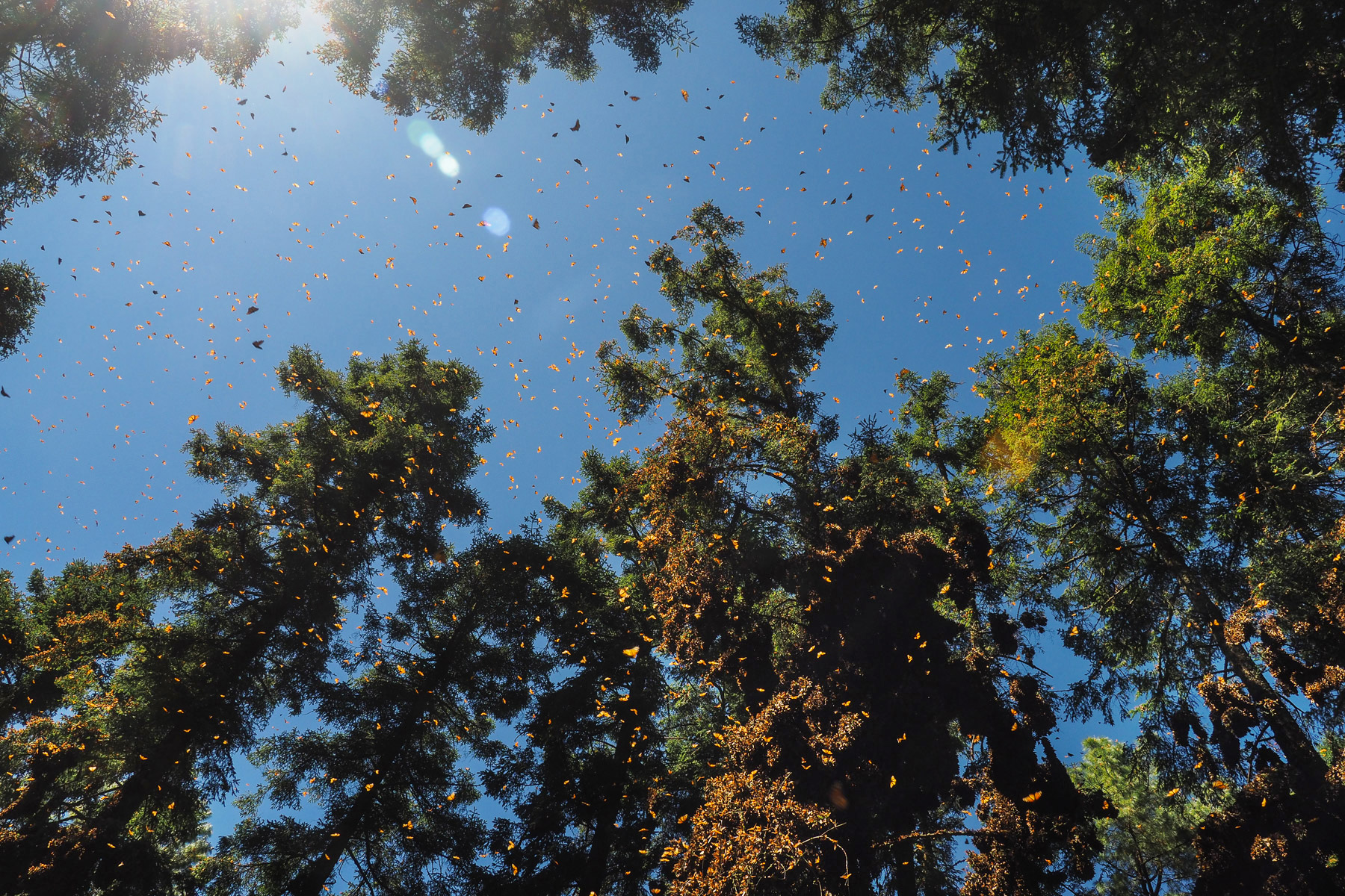 Mit den wärmenden Sonnenstrahlen fangen die Monarchfalter an zu fliegen. Beeindruckendes Schauspiel