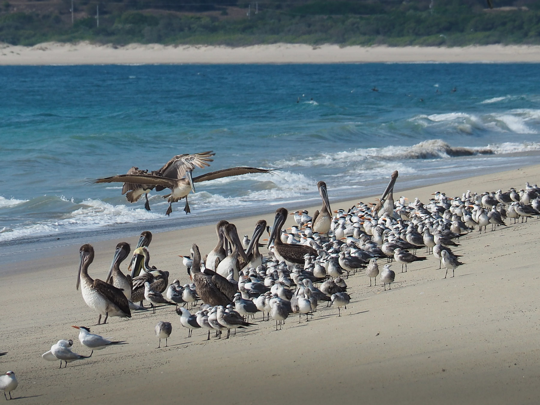 Nur jede Menge Seevögel sind mit uns am Strand