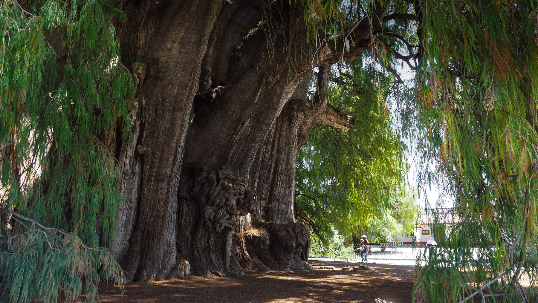 Der dickste Baum der Welt in Tule bei Oaxaca