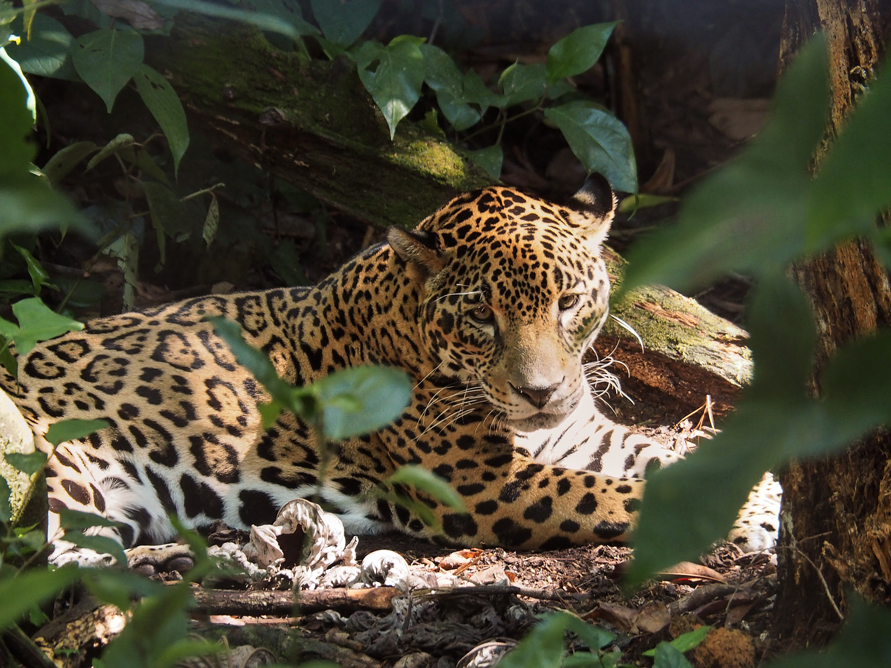 Jaguar im Belize Zoo, es gibt noch einige wildlebende