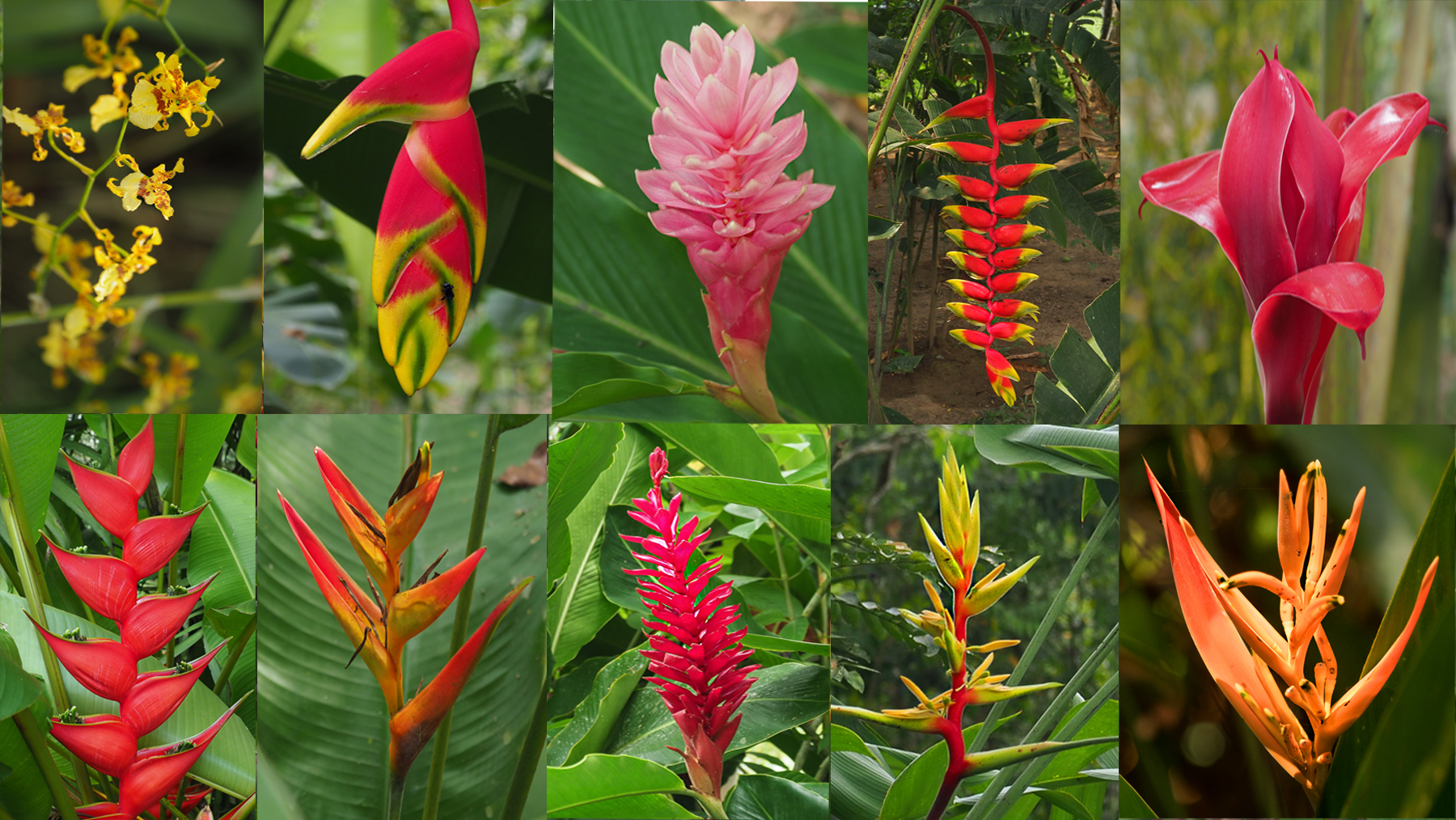 Dschungel-Blumen, fast alle rot