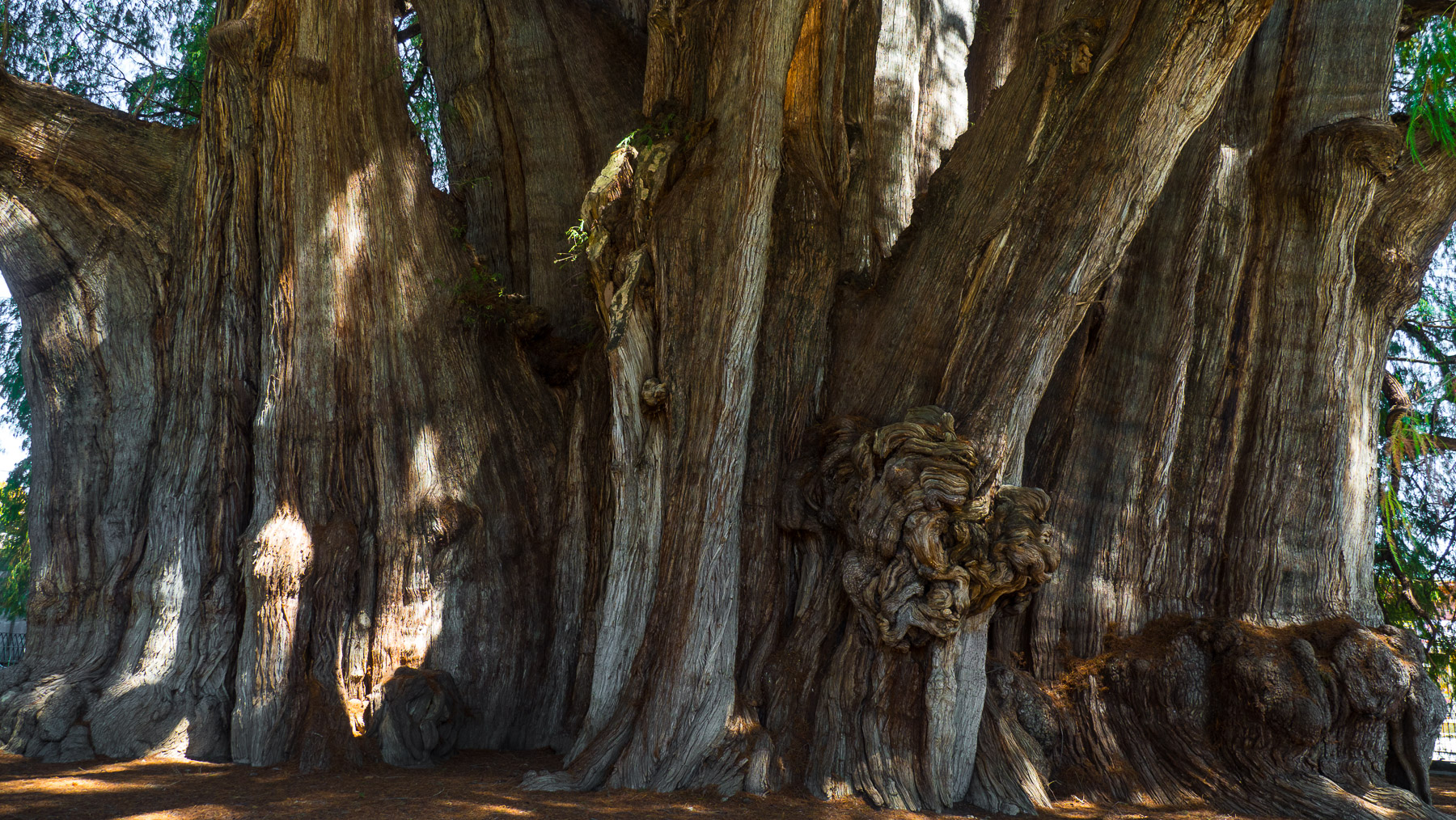 Der dickste Baum der Welt in Tule bei Oaxaca