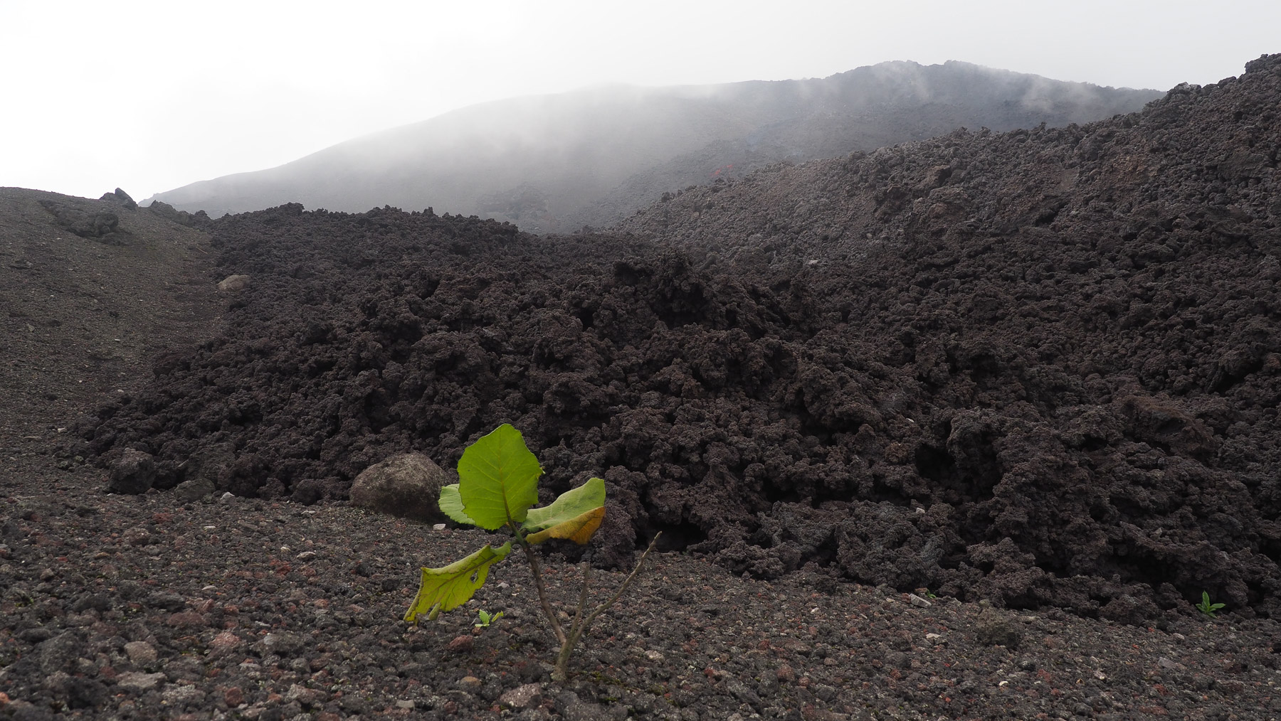 Frische, sehr heiße Lavafelder am Pacaya
