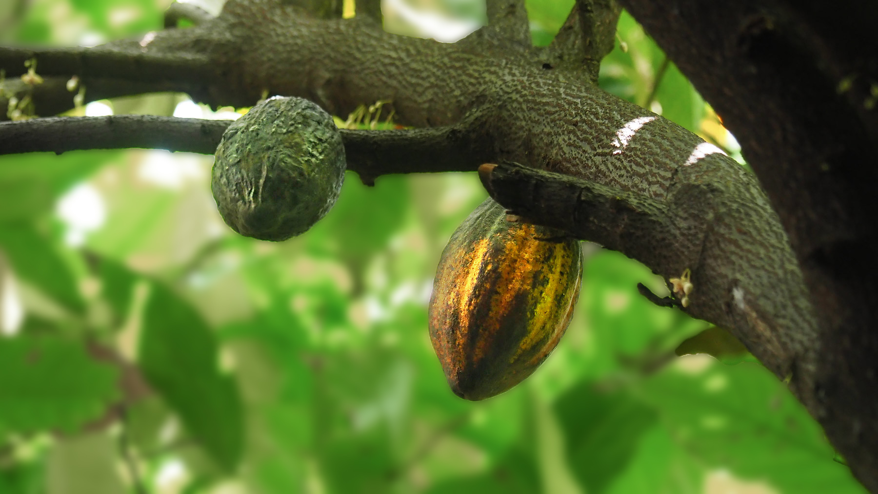 Kakaobäume