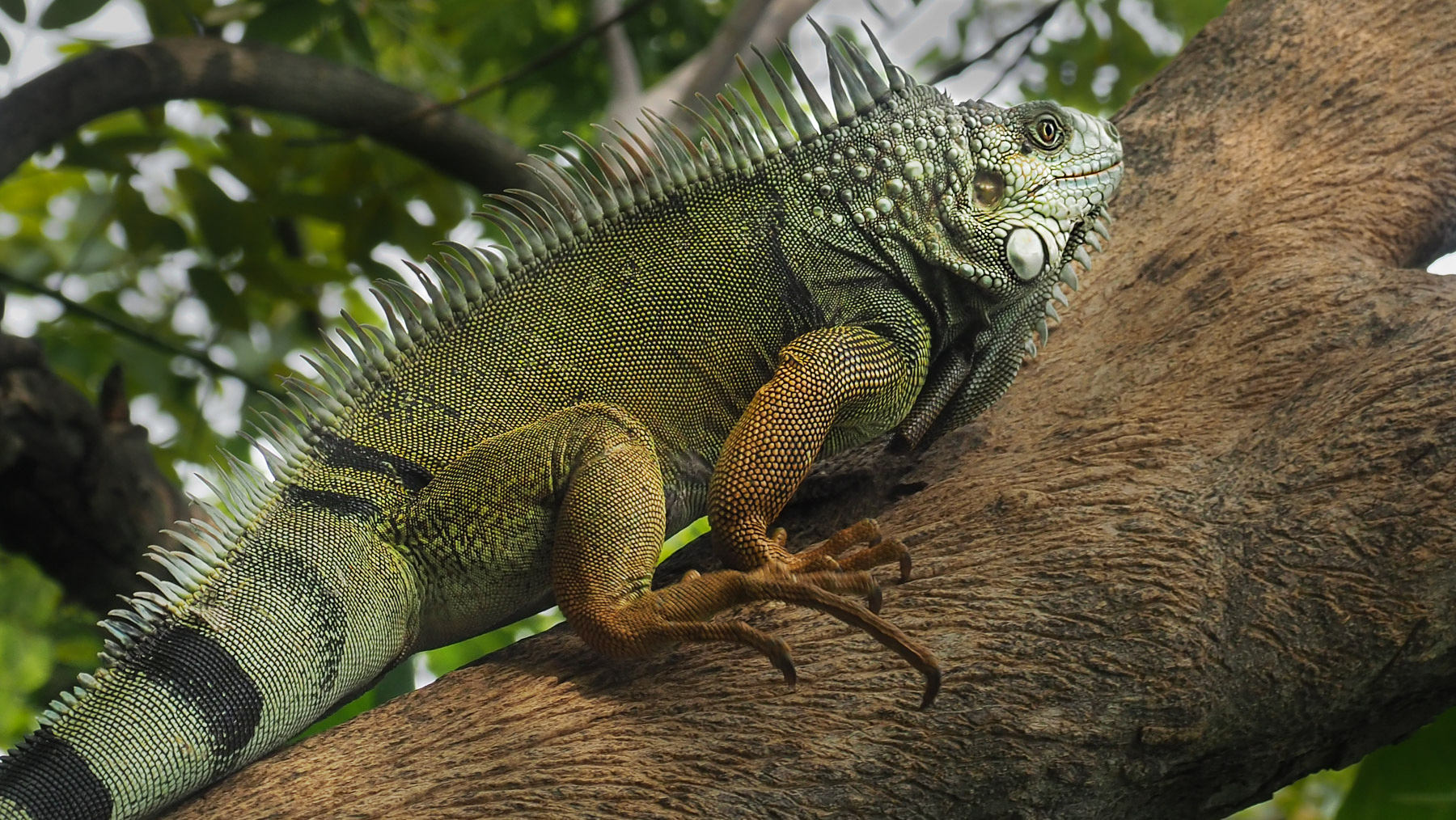 Eine besonders große und schöne Iguana Echse
