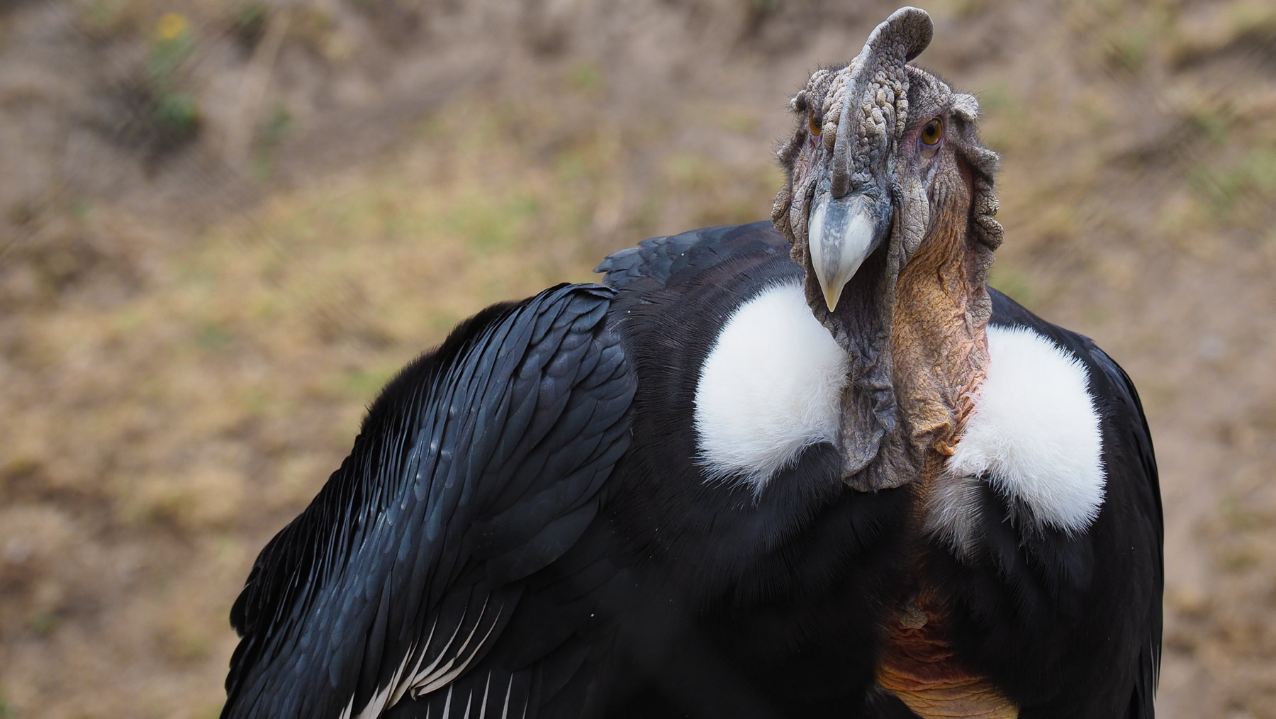 Ein Condor im Condorpark bei Otavalo…