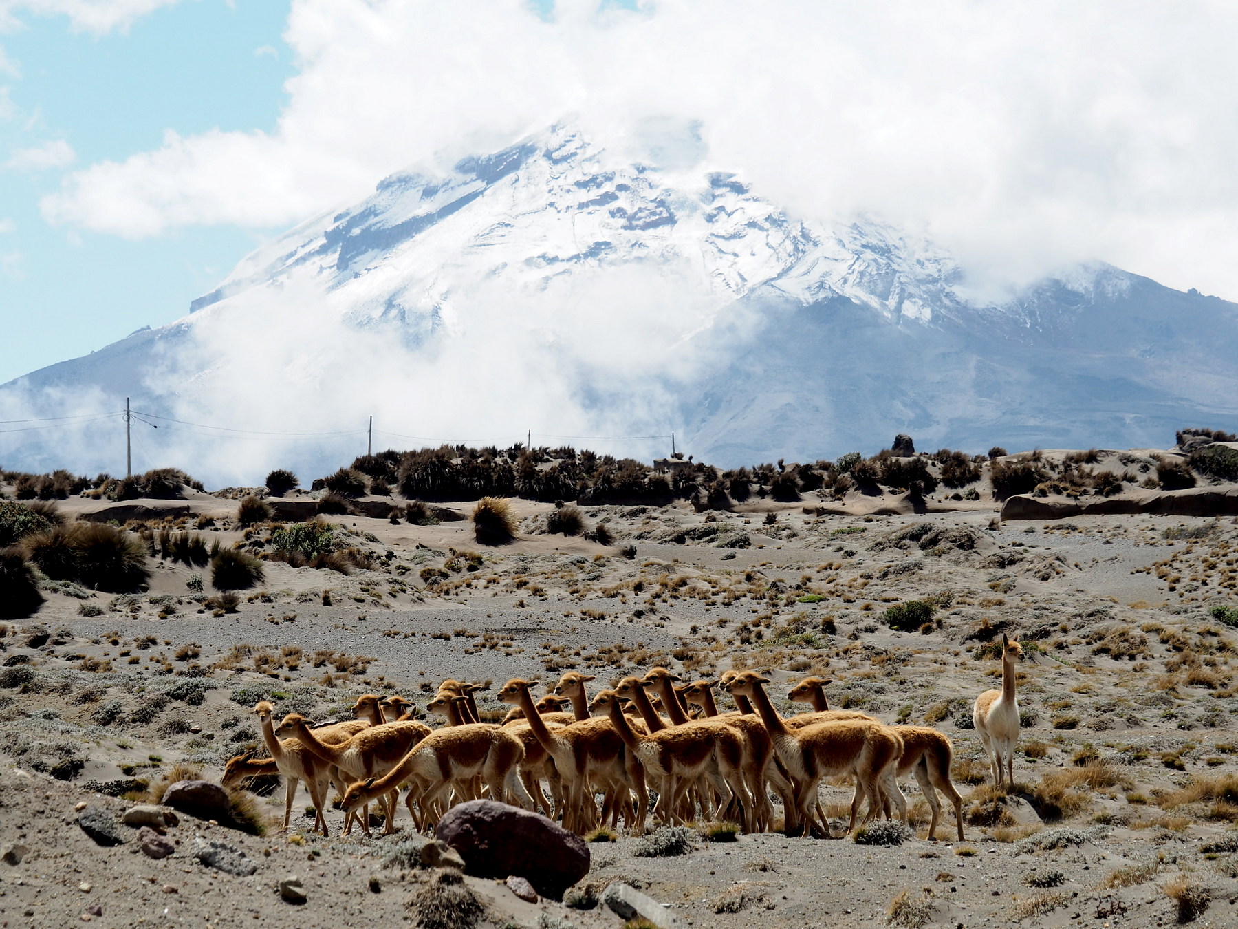 Hübsche Vicunas vor dem Berg der Berge in Ecuador