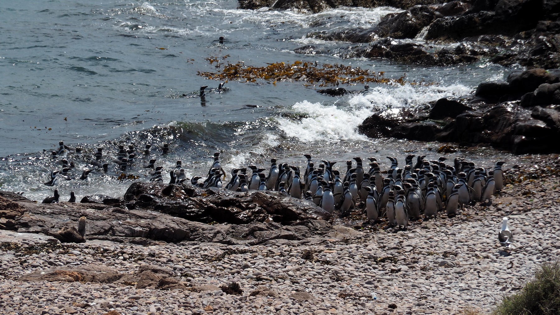 Die Pinguine fürchten die riesige Raubmöwe links vorn