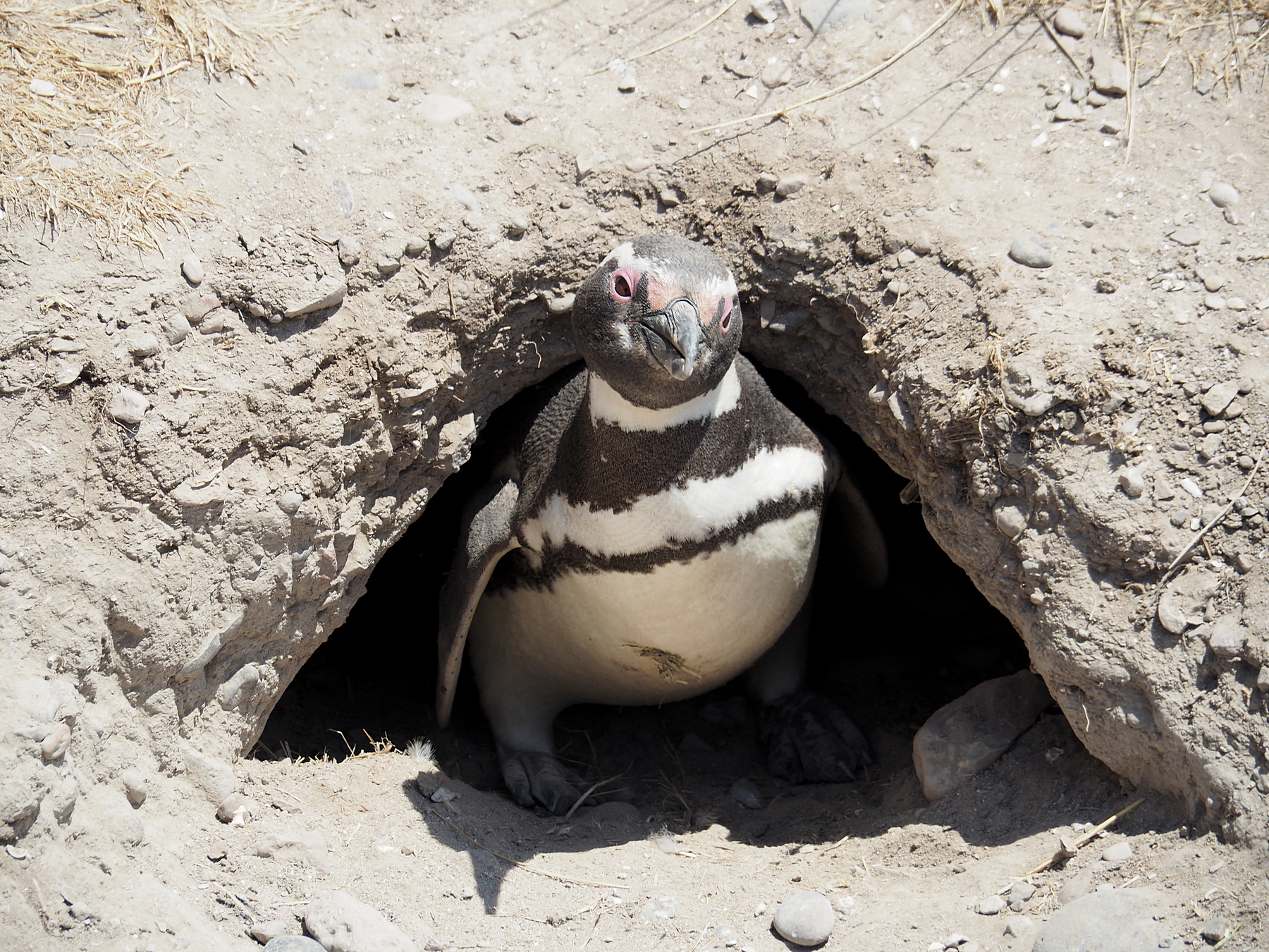Kaum zu glauben, dass die Pinguine diese Höhlen selbst graben