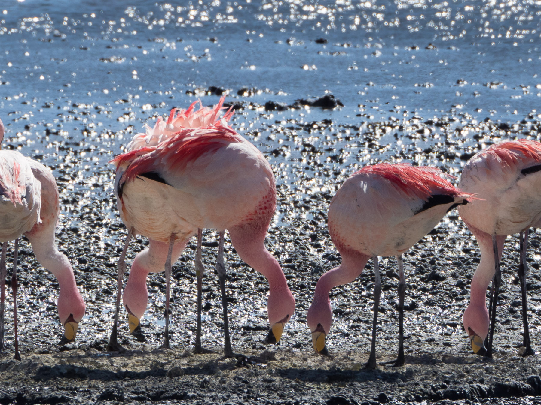 Anden-Flamingos mit dem gelben Schnabel