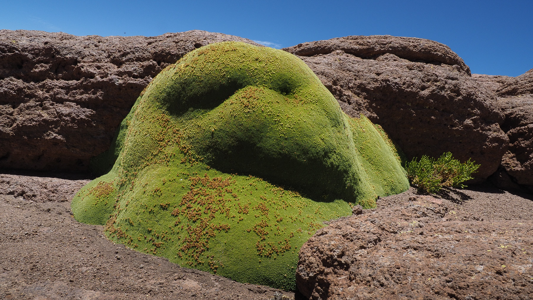 Eine Rarität diese dicken grünen Moosposter in der Wüste