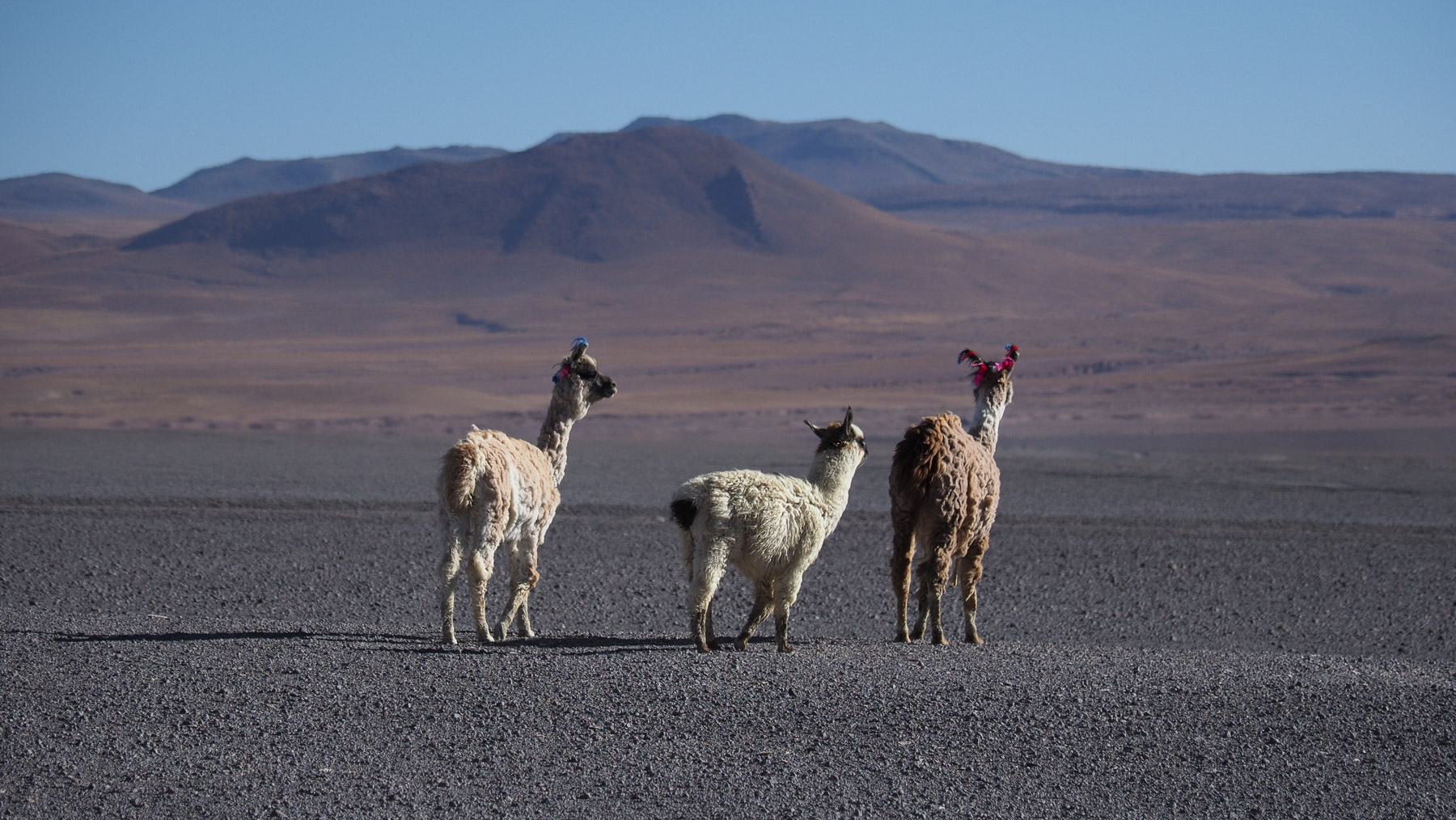 Lamas auf der Lagunenroute