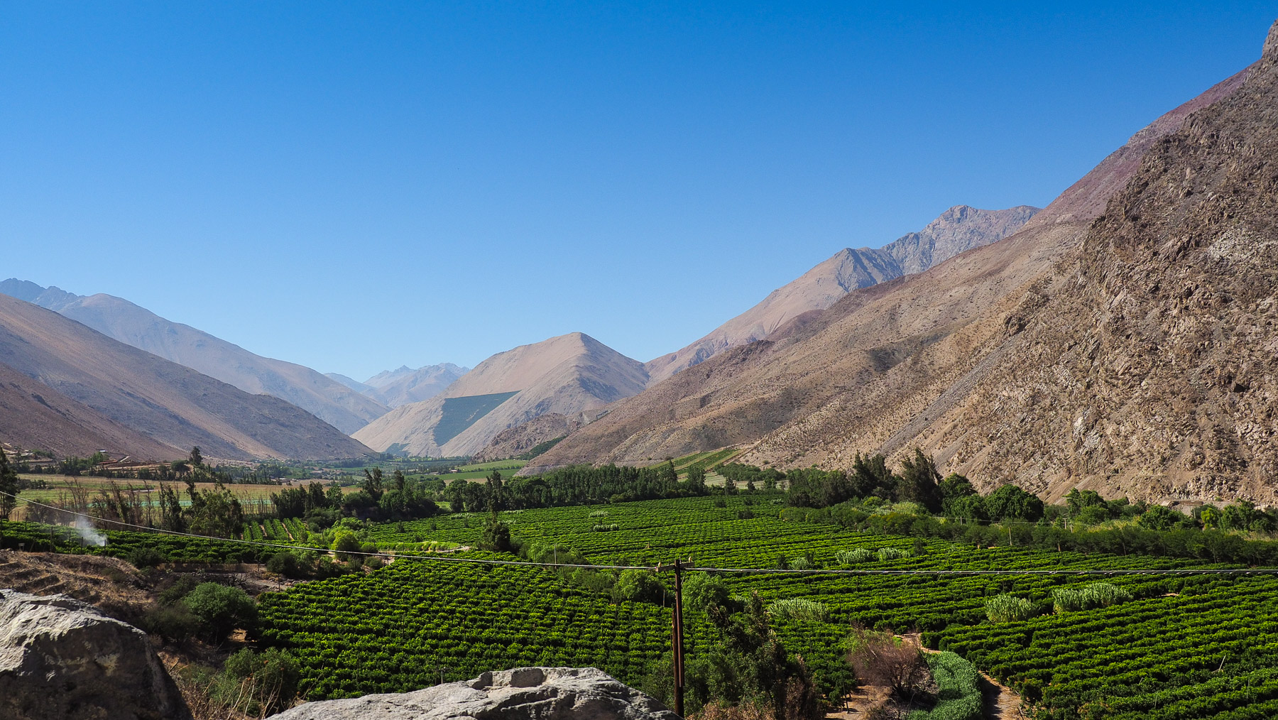 Weinanbau im Valle de Elqui für die Pisco Produktion
