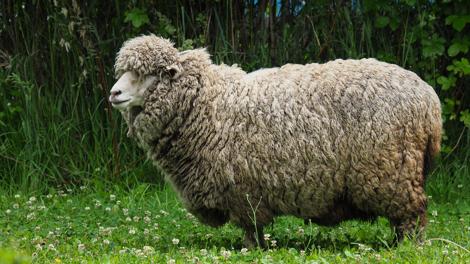 Wieviel kg Wolle wohl dieses Schaf trägt?