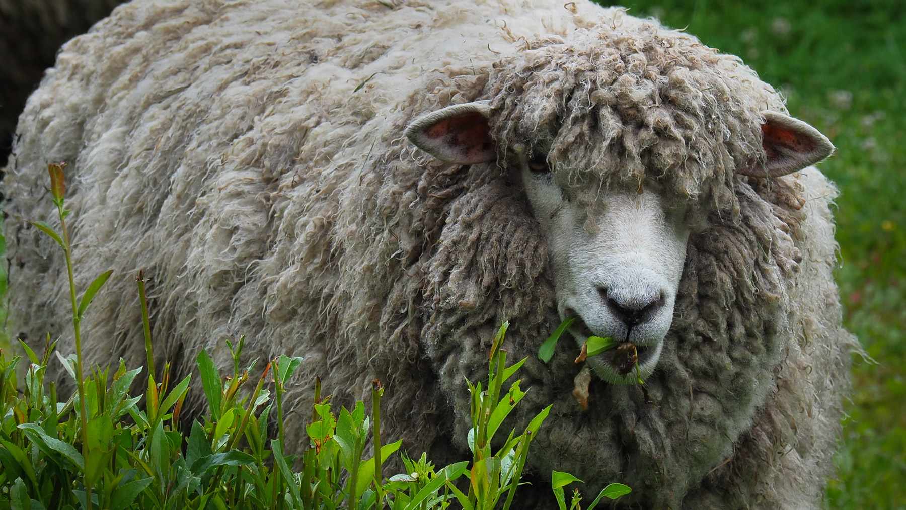 Sooo viel Wolle auf einem Schaf!