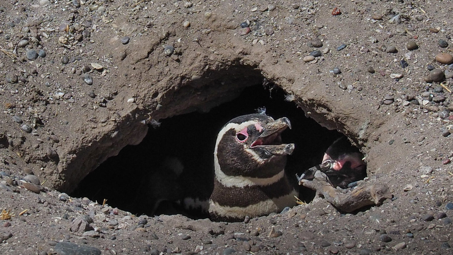Wusste nicht, dass die Pinguine sich Höhlen graben
