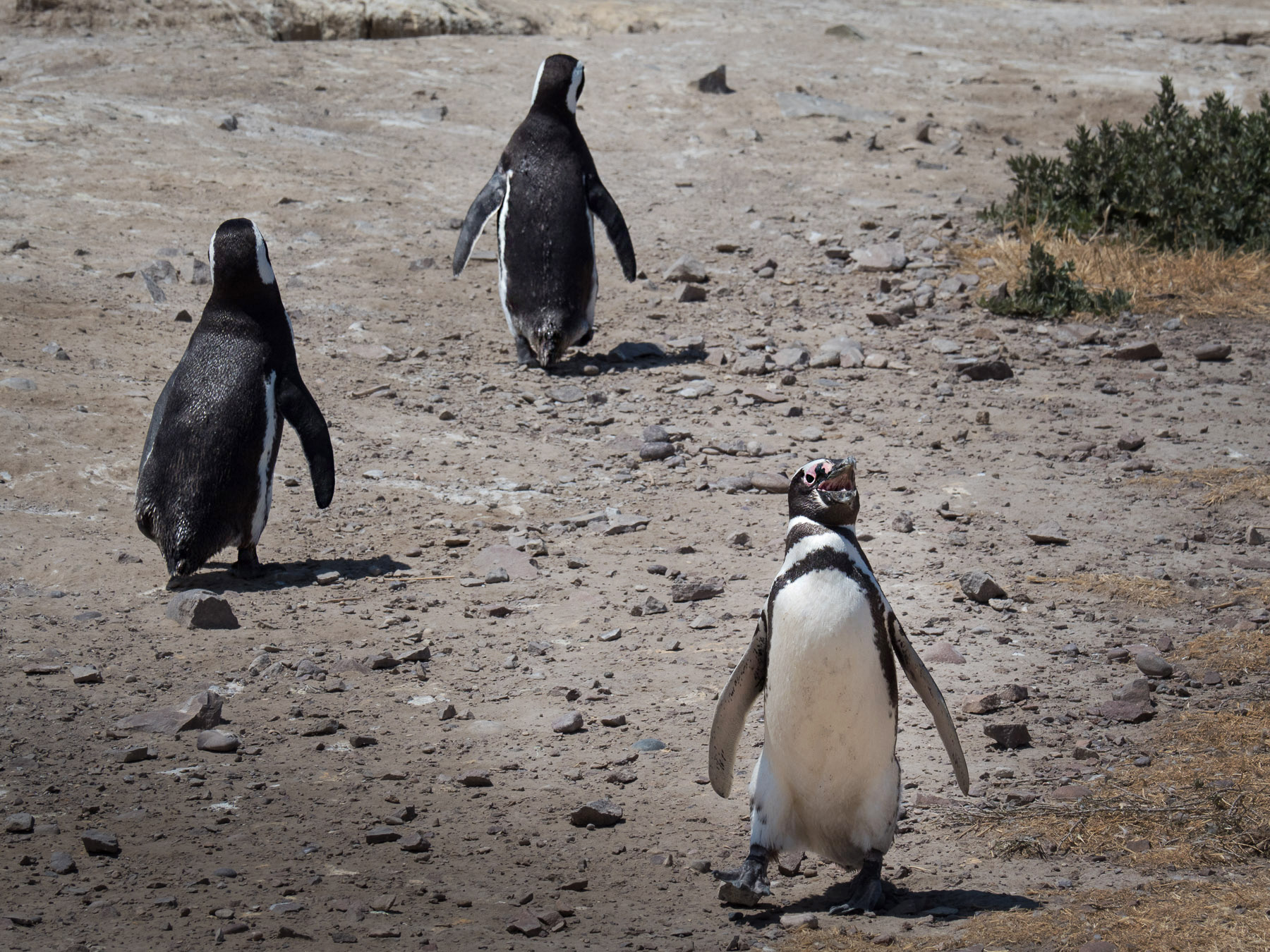 Pinguin Autobahn. Ein stetiges Kommen und Gehen zwischen Strand und Bruthöhlen