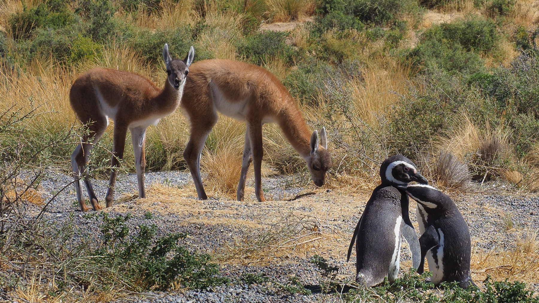 Friedliches Miteinander: Guanakos und Pinguine