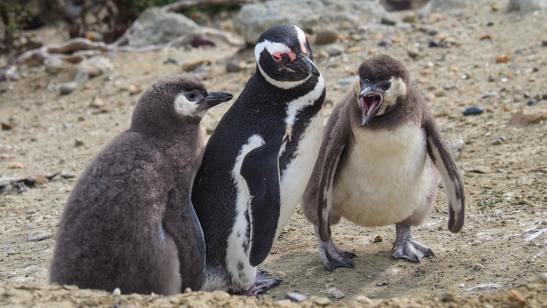 Pinguineltern haben es auch nicht leicht