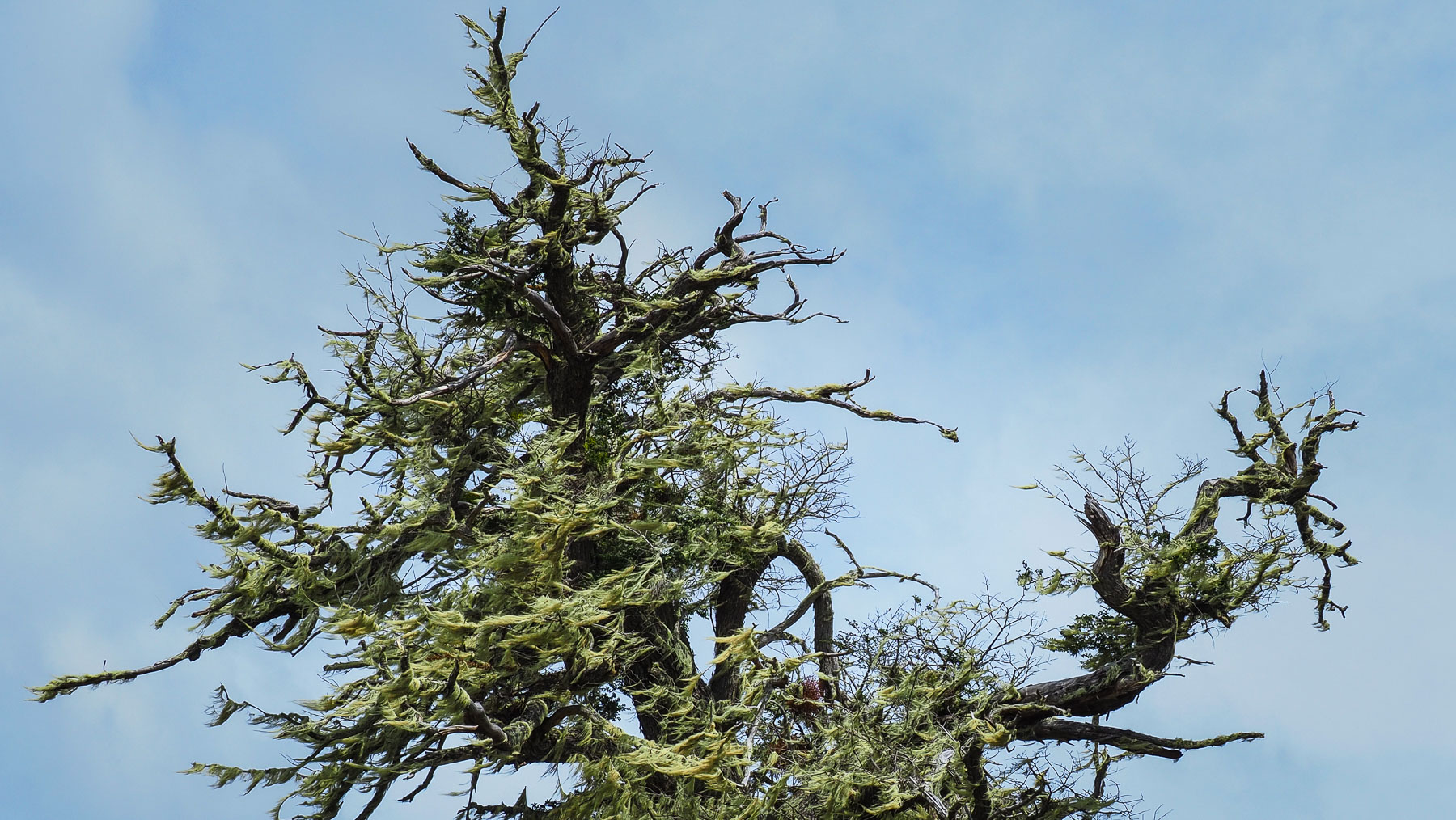 Den mit Flechten überwucherten Bäumen sieht man das harte Klima an