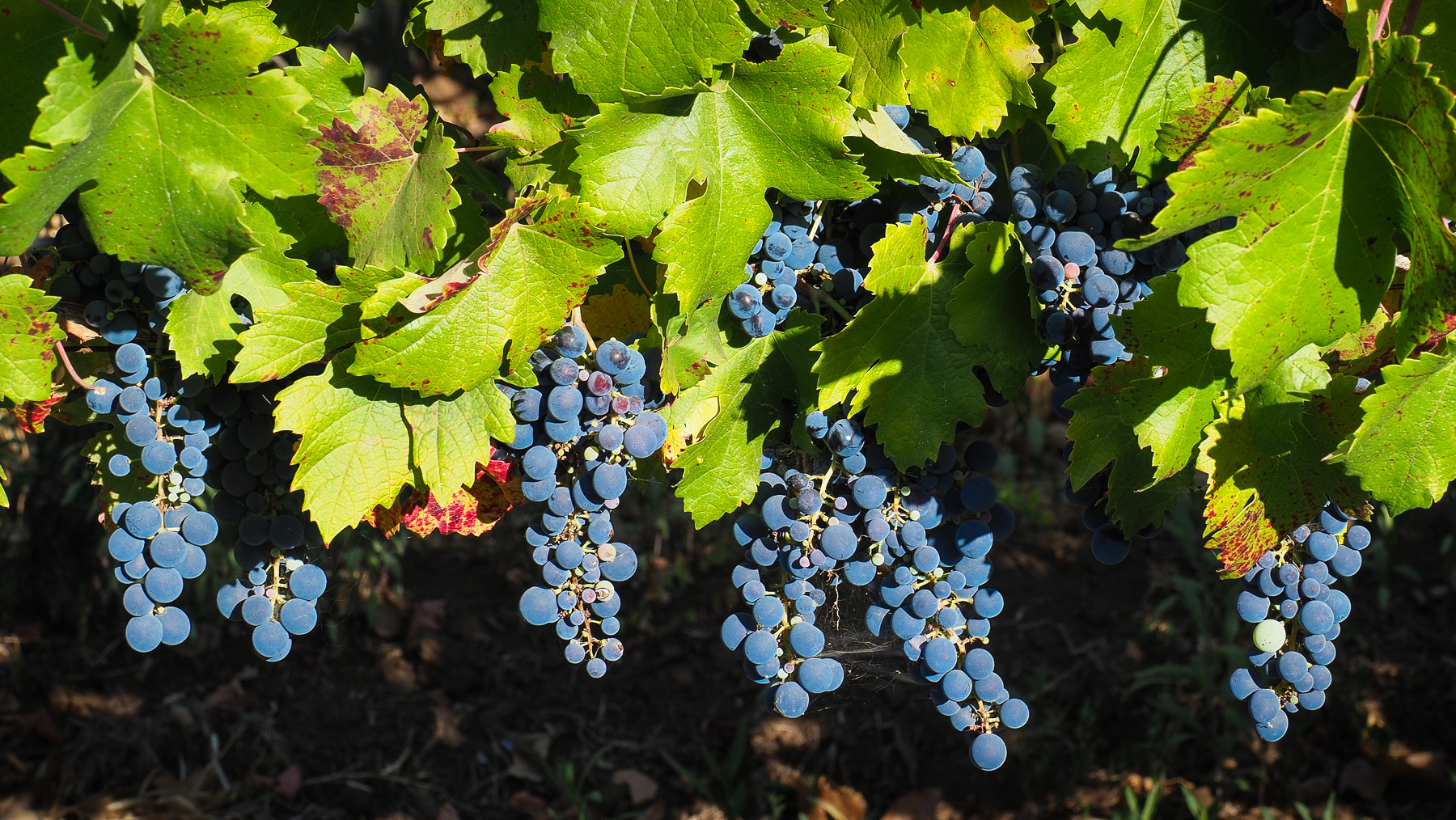 Im Weinanbaugebiet Chiles